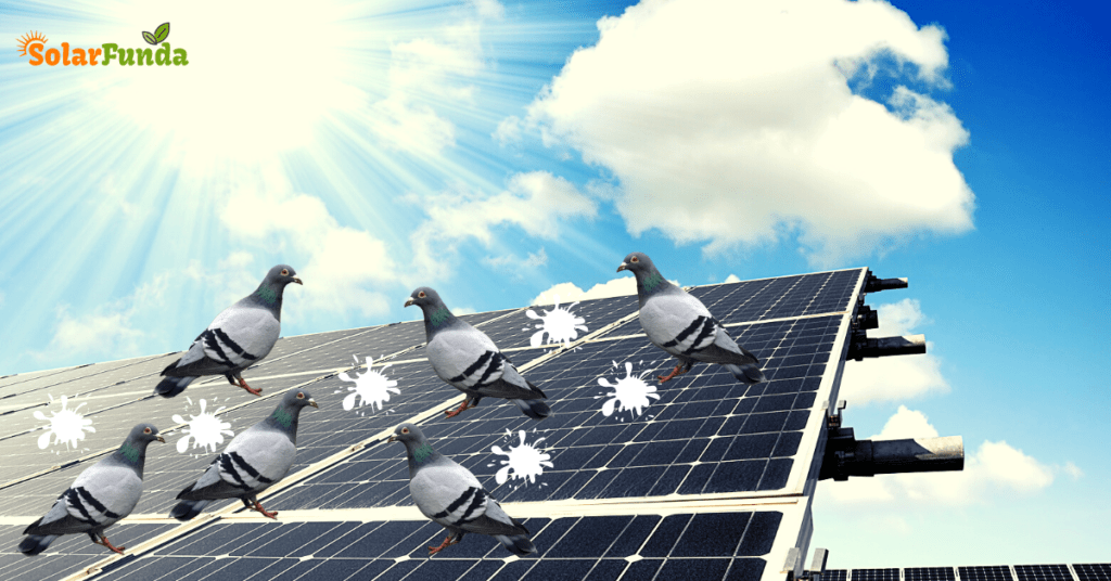 How to Pigeon Proof Solar Panels