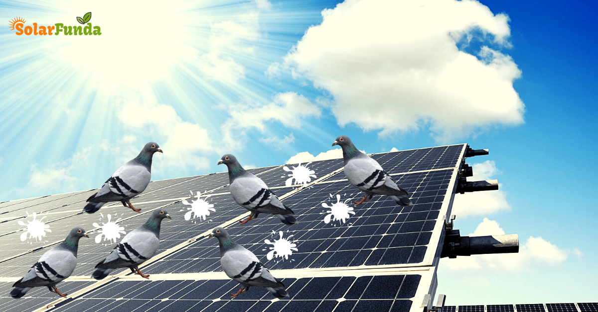 5 Proven Ways to Pigeon Proof Solar Panels (That Works in 2022)